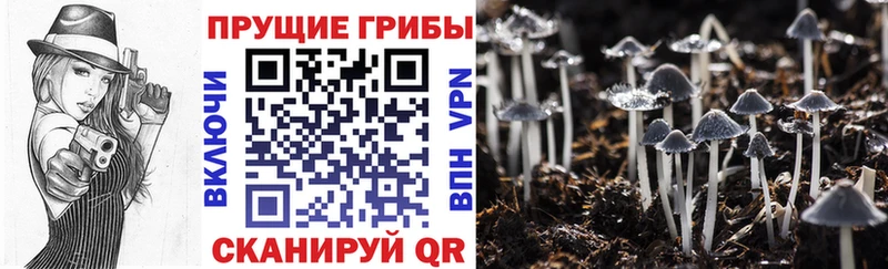 Галлюциногенные грибы Psilocybe Мариинск